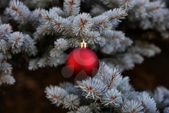Real Blue spruce Christmas tree with red ornament for the holiday season 
