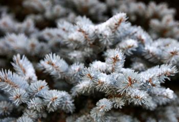 Real Blue spruce Christmas tree with snow for the holiday season 
