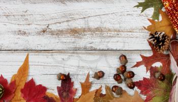 Autumn decorations made of leaves, acorns, corn and pine cones on right and bottom borders on white rustic wood for Thanksgiving or Halloween season