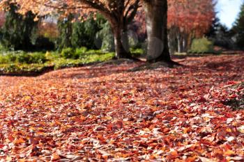 Selective focus of leaves on ground with trees in background 