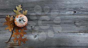 Single seasonal autumn pumpkin with oak leave branch on weathered wood for Thanksgiving or Halloween holiday concept