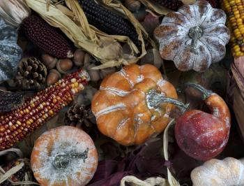 Seasonal autumn decorations consisting of pumpkins, gourds, and corn for Thanksgiving or Halloween holiday concept