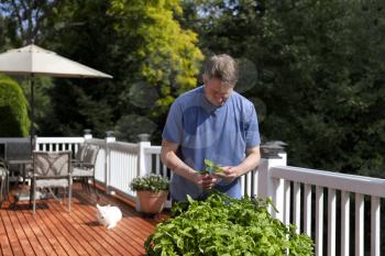 Mature man inspecting fresh organic basil plants on outdoor home deck