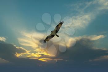 Osprey bird flying in the evening sunset sky looking for prey