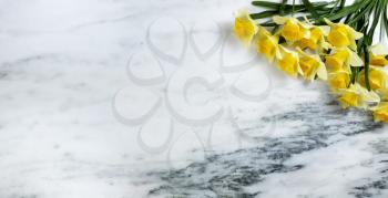 Happy Easter concept with bright springtime daffodil flowers on stone background