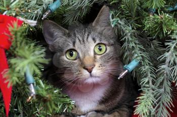 Family cat looking out from inside Christmas tree for Christmas and New Year holiday concept. 