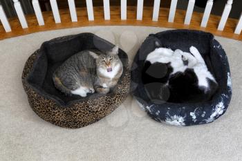 Two house cats preparing to take a long nap in their beds 