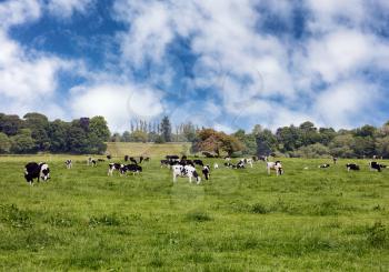 Grazing dairy cows in grassy green farm pasture  