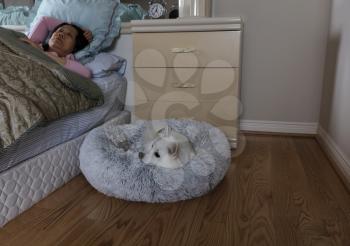 Family dog preparing to sleep inside pet bed with woman in background sleeping  