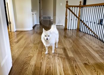 Family pet dog walking upstairs on clean hard wooden floor