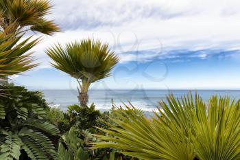 Select focus of little palm trees with ocean and sky in background 