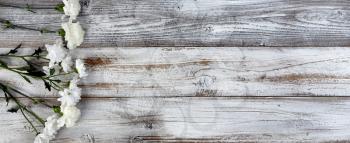 Real white flowers on left side of rustic wooden planks for mothers day or valentines holiday 