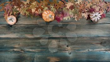Top border of fading autumn leaves and pumpkin on rustic blue wooden planks for a Thanksgiving holiday background concept
