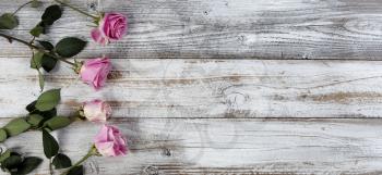 Real pink rose flowers on left side of rustic wooden planks for mothers day or valentines holiday 