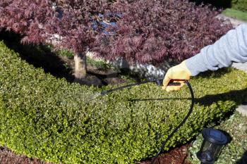 Gloved hand using sprayer chemicals on shrubs for fertilizing, insecticide and herbicide purposes