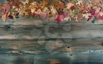 Top border of fading autumn leaves on rustic blue wooden planks for a Thanksgiving holiday background concept
