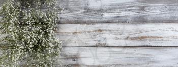 Real white small flowers on left side of rustic wooden planks for mothers day or valentines holiday 