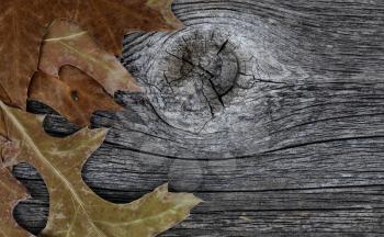 Seasonal oak leaves on rustic wood background for Thanksgiving or Halloween holiday in macro view  