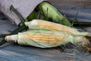Freshly harvested sweet corn ears spilling out of burlap bag onto blue vintage wooden table in macro view  