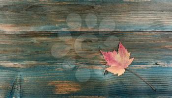 Dried colorful maple leaf on faded blue wood planks for either a Halloween or Thanksgiving holiday concept background