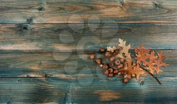 Dried oak leaves and acorns on faded blue wood planks for either a Halloween or Thanksgiving holiday concept background