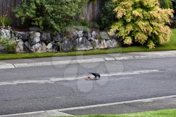 Raven or crow with rabbit carcass in middle of street. Feeding scene from nature view. 