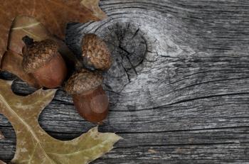 Seasonal acorns with oak leaves on rustic wood background for Thanksgiving or Halloween holiday in macro view  