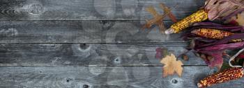 Autumn theme consisting of corn, leaves and acorns on weathered wood for Thanksgiving holiday concept