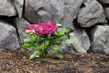 Vibrant pink flower hydrangea shrub in home flowerbed with rock retaining wall in background 