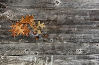 Seasonal oak leaves with acorns on a rustic wood plank background for Thanksgiving or Halloween holiday 