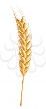 Wheat, vector