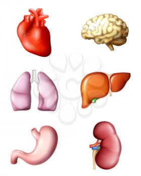 Internal human organs, eps10