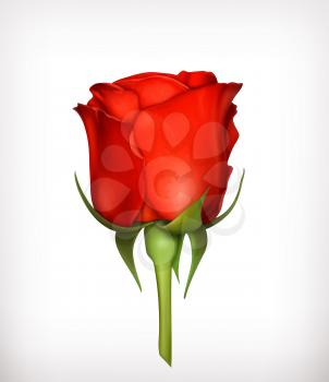Red rose vector