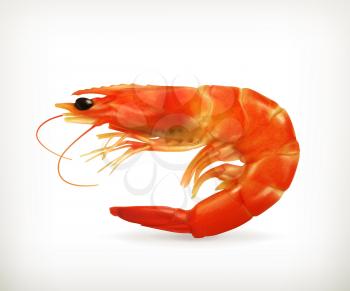 Shrimp vector