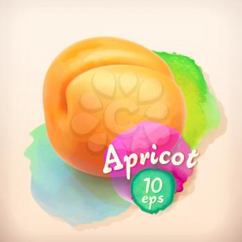 Apricot, summer fruit, vector illustration