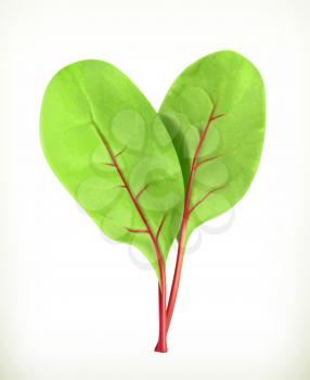 Baby beetroot leaves, vector illustration