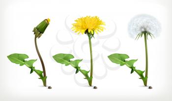 Dandelion flowers, vector icon set