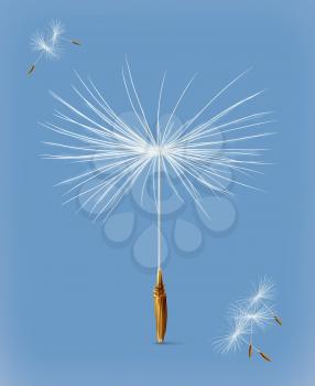 Dandelion seeds, vector icon