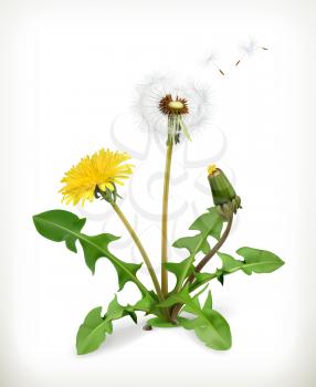 Dandelion, summer flowers, vector illustration isolated on white background
