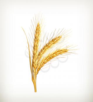 Ears of wheat, vector