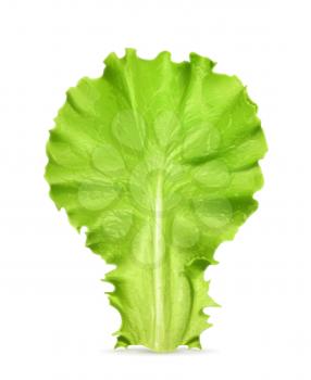 Fresh green leaf lettuce, vector illustration