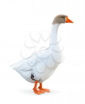 Goose, farm animals vector illustration