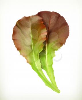 Lettuce leaves, vector illustration