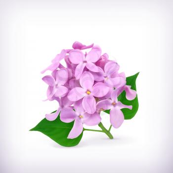 Lilac flowers, vector