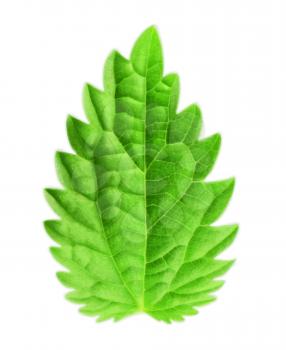 Mint leaf, vector illustration