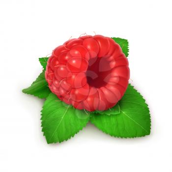 Raspberries and mint, detailed vector