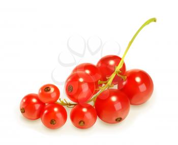Redcurrant berries, vector illustration