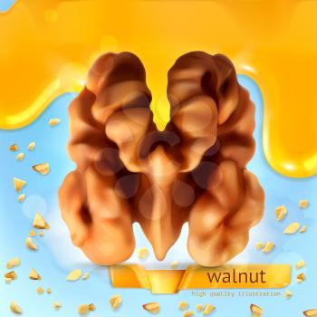 Walnut, vector background