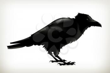 Black raven, vector silhouette