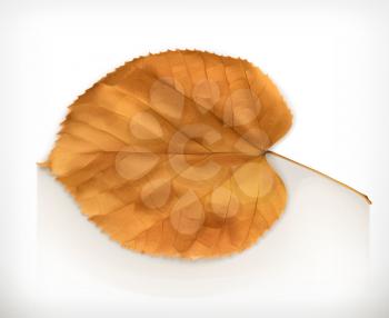 Dry leaf, autumn vector icon